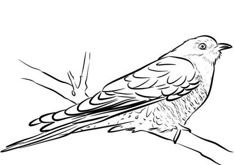 Cuckoo Sitting On The Branch Coloring Page